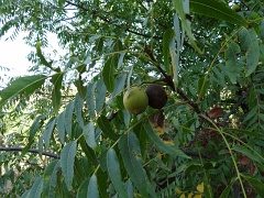 juglans californica
